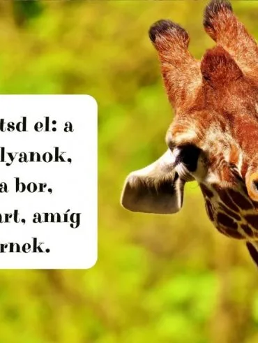 Vicces esküvői beszéd a nagy napon